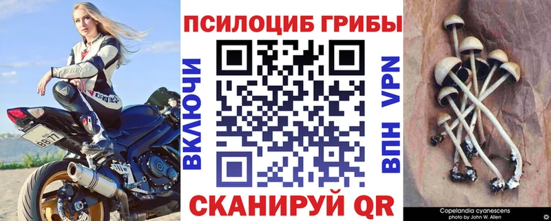 Псилоцибиновые грибы Cubensis  omg ссылки  Светлый 